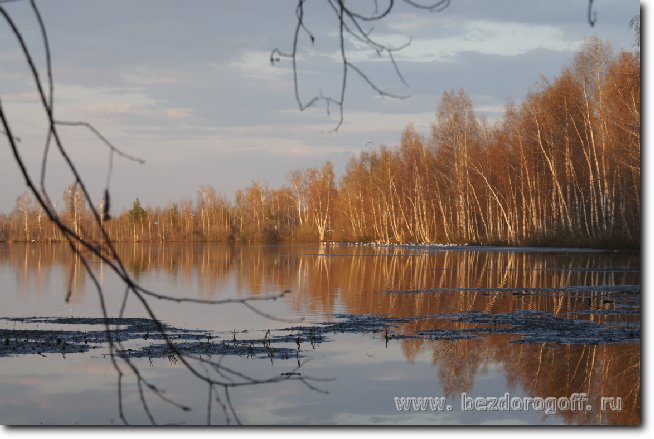 Колония чаек