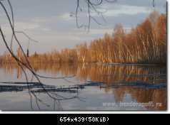 Колония чаек